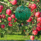 🔥Last Day Promotion - 50% OFF🔥Hanging Environmental Fruit Fly Traps Sticky Traps-BUY 1 GET 1 FREE